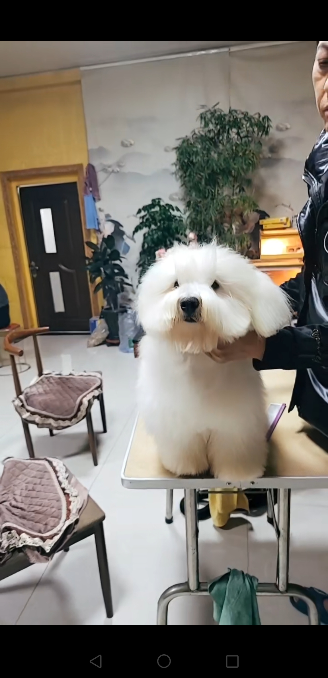 双血统棉花面纱犬